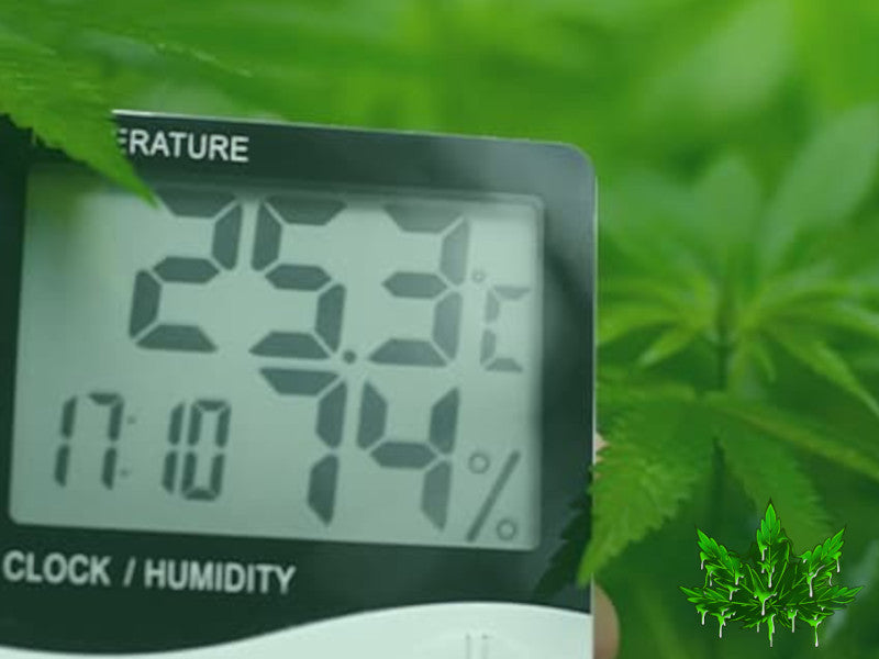 humidité cannabis 